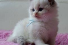 01-aslan-
