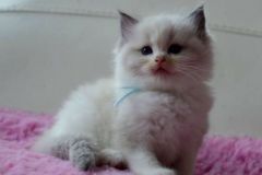02-aslan