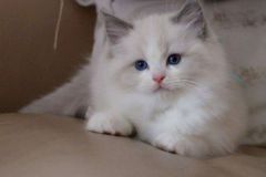 03-aslan