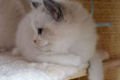 04-aslan