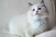 08-aslan