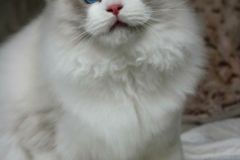 11-aslan