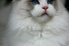 12-aslan