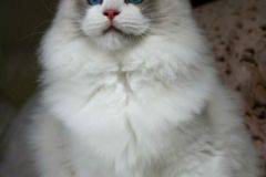 13-aslan