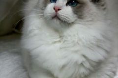 14-aslan