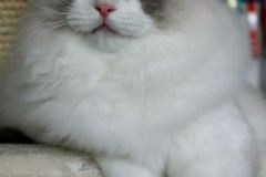 16-aslan