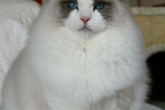 22-aslan