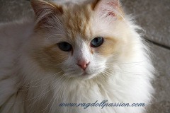horatio1