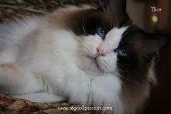 IMG_6792-thor