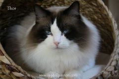 img_6537-thor