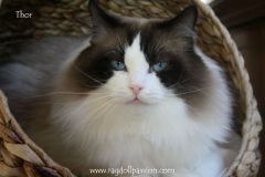img_6546-thor
