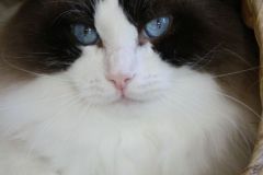 img_6592-thor