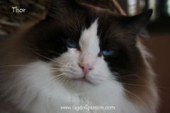 img_6783-thor