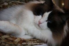 img_6790-thor