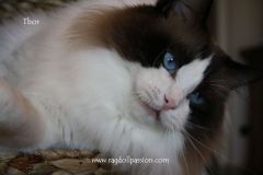 img_6796-thor
