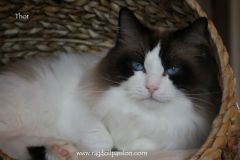 img_6812-thor