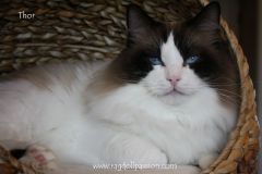 img_6838-thor