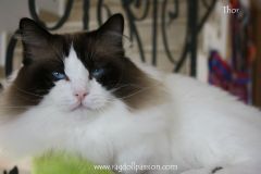 img_6916-thor