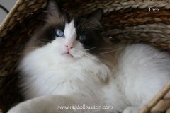 img_7374-thor