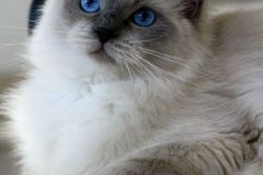 11-blue-moon