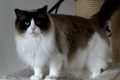 056-1-coco-chanel