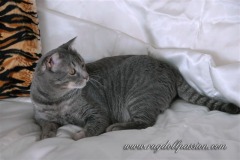 ettore1