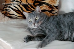 ettore2