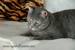ettore3