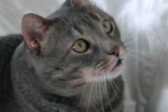 ettore4