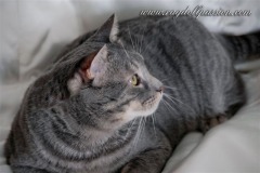ettore5