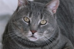 ettore6