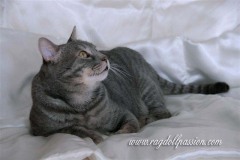 ettore7
