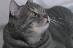 ettore8